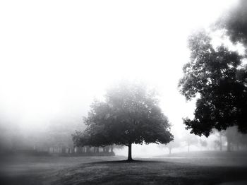 Scenic view of grassy field in foggy weather