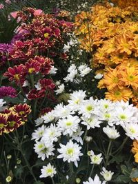 Close-up of flowers blooming in park