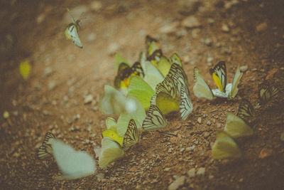 High angle view of butterflies on ground 