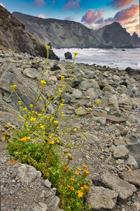 Yellow flowers growing on rock against sky