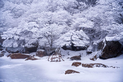 Snow covered land and trees