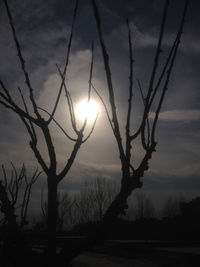 Silhouette of trees at sunset