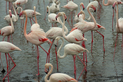 Flamingoes in ras al khor wildlife sanctuary, ramsar site, flamingo hide2, dubai, uae