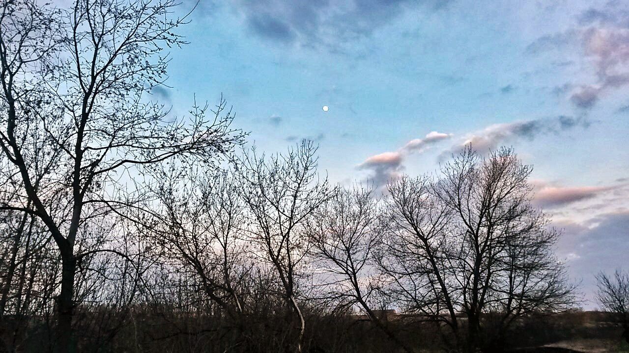 sky, nature, tree, growth, beauty in nature, outdoors, cloud - sky, no people, sunset, day, close-up