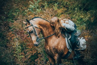 Horse standing on field during autumn