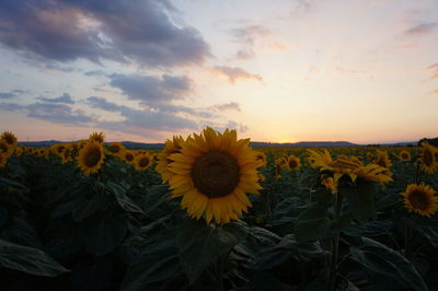 Sunflowers growing in field