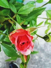 Close-up of red rose blooming outdoors