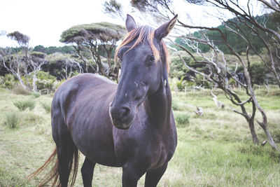 Horse standing on field