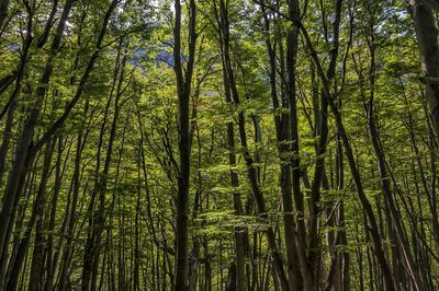 View of bamboo trees in forest