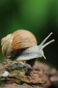 snail