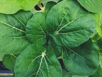 Full frame shot of green leaves