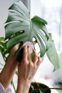 Woman hands wiping the dust from houseplant leaves, taking care of plant monstera using a cotton pad