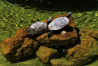 Two water turtles in a fountain sunbathing.