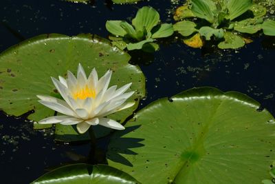 Close-up of lotus water lily in pond