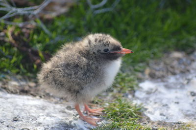 High angle view of a bird on field