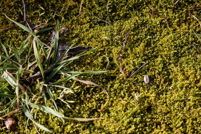 High angle view of plants growing on land