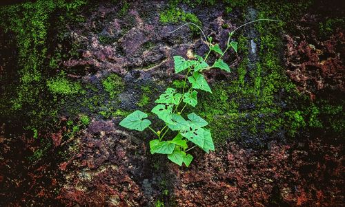 High angle view of leaves on tree trunk