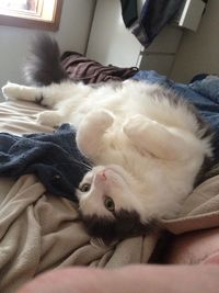 Portrait of cat lying on bed at home