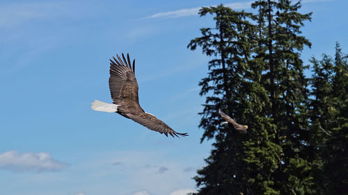 Low angle view of eagle flying against sky