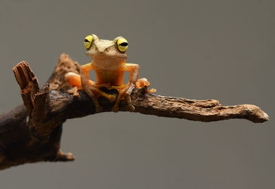 Close-up of frog on branch against tree