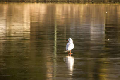 Bird perching on lake