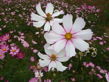 High angle view of pink cosmos flowers on field