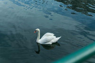 High angle view of swan swimming in lake