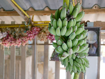 A bunch of fresh green, unripe, bananas hanging from the ceiling waiting to turn yellow, ripe