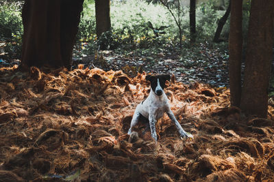 Dog in the forest