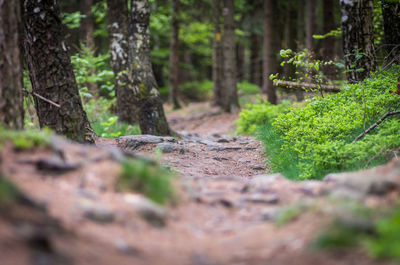 Surface level of trees growing in forest