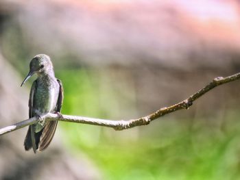 Close-up of bird perching on branch