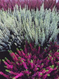 Close-up of purple flowers blooming outdoors