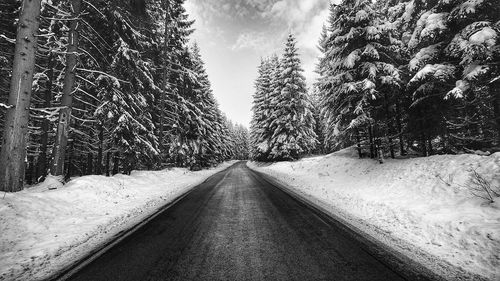 Road amidst trees during winter