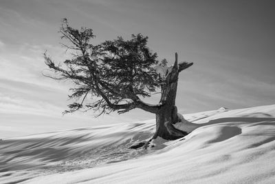 Tree on snow covered field against sky