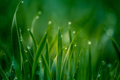 Wet grass in the spring. rural scenery of a green field. water droplets on the grass spikes. 