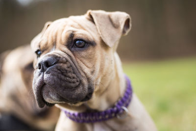 Close-up of dog looking away