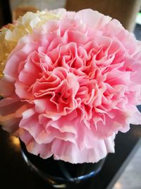 Close-up of pink flower