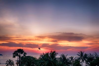 Silhouette of trees during sunset