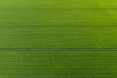 Green agricultural field from above vith stripes, abstract natural pattern