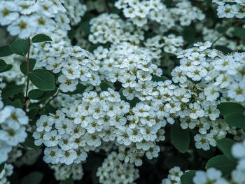 Close-up of white flowers