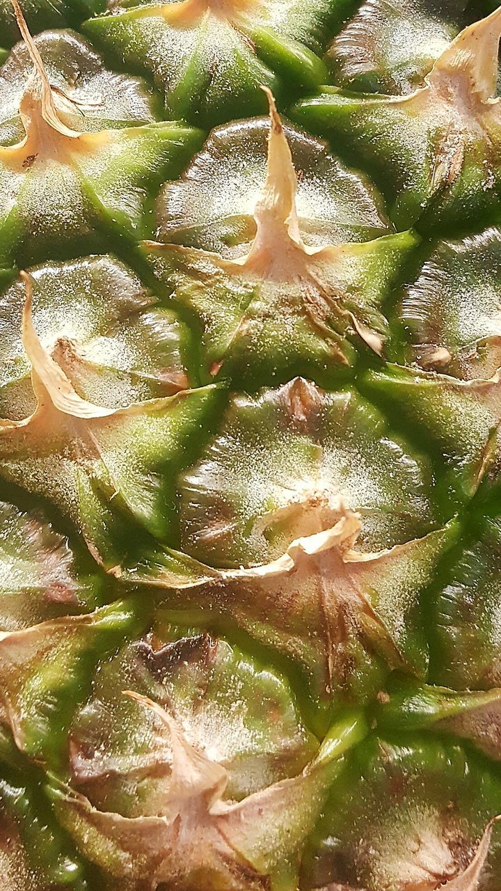 FULL FRAME SHOT OF CACTUS IN SUNLIGHT