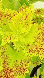 Close-up of yellow flowers