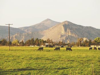 Cows grazing on field against clear sky