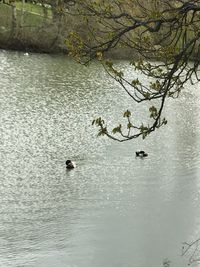 Ducks swimming on lake