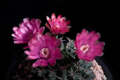 Close-up of pink flowers against black background