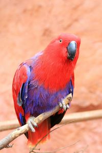 Close-up of parrot perching