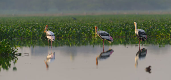 View of birds in lake