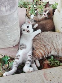 High angle view of cats relaxing