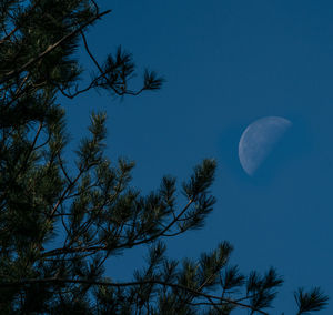 Low angle view of tree against blue sky