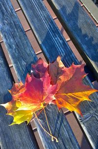 Close-up of autumnal leaves